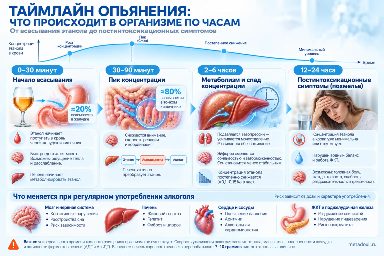 Инфографика: таймлайн опьянения и выведения алкоголя по часам